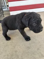 Sunshine, a female Cane Corso for sale in Los Angeles, CA – 1 of 6