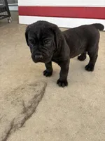 Pantera, a female Cane Corso for sale in Los Angeles, CA – 2 of 4