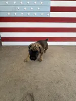 Furiosa , a female Cane Corso for sale in Los Angeles, CA – 4 of 6
