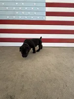 Plum, a female Cane Corso for sale in Los Angeles, CA – 2 of 4