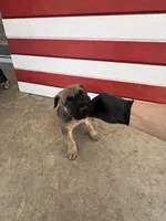 Furiosa , a female Cane Corso for sale in Los Angeles, CA – 6 of 6