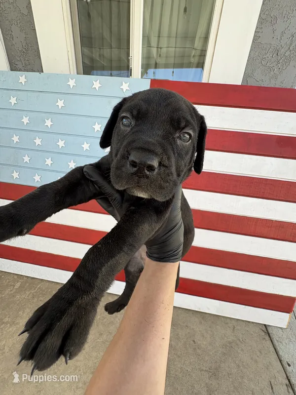Plum – Cane Corso puppy for sale in Los Angeles, CA