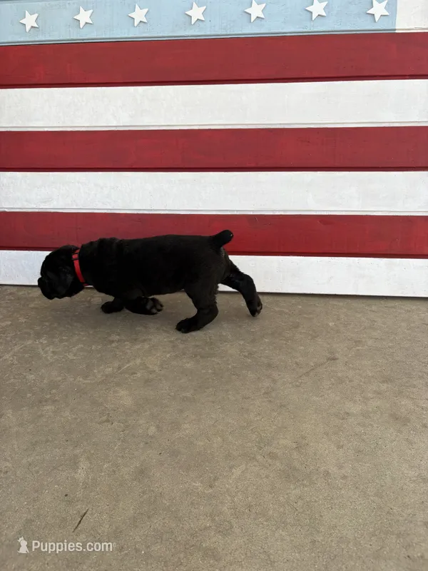 Pantera – Cane Corso puppy for sale in Los Angeles, CA