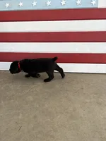Pantera, a female Cane Corso for sale in Los Angeles, CA – 1 of 4
