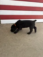 Sunshine, a female Cane Corso for sale in Los Angeles, CA – 5 of 6