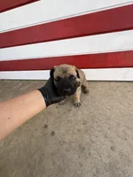 Xena, a female Cane Corso for sale in Los Angeles, CA – 5 of 5