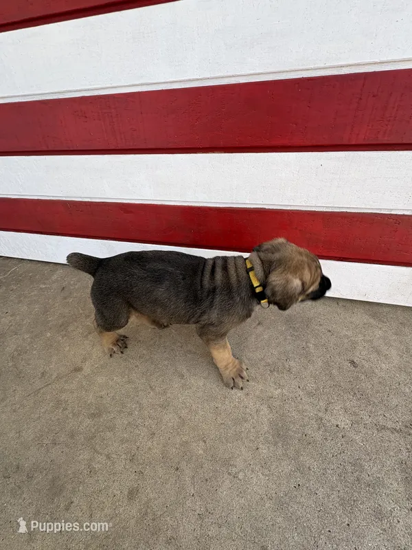 Furiosa  – Cane Corso puppy for sale in Los Angeles, CA