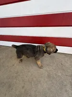 Furiosa , a female Cane Corso for sale in Los Angeles, CA – 1 of 6