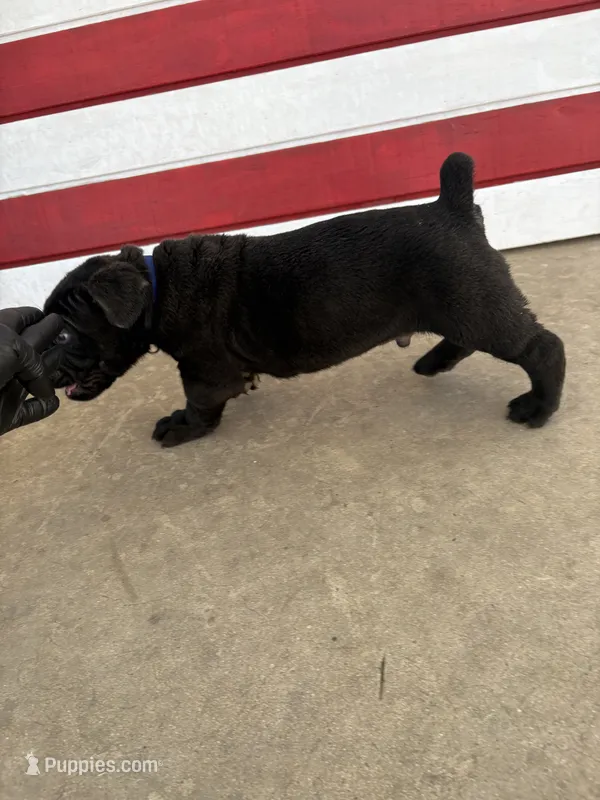 Zeus – Cane Corso puppy for sale in Los Angeles, CA