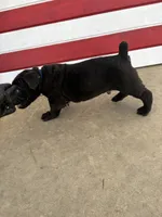 Zeus, a male Cane Corso for sale in Los Angeles, CA – 1 of 3