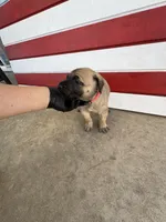 Xena, a female Cane Corso for sale in Los Angeles, CA – 4 of 5