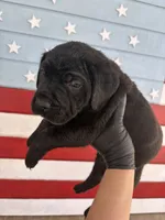 Sunshine, a female Cane Corso for sale in Los Angeles, CA – 4 of 6