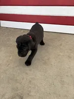 Pantera, a female Cane Corso for sale in Los Angeles, CA – 3 of 4