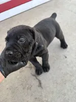 Zeus, a male Cane Corso for sale in Los Angeles, CA – 2 of 3