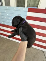 Plum, a female Cane Corso for sale in Los Angeles, CA – 4 of 4