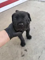 Zeus, a male Cane Corso for sale in Los Angeles, CA – 3 of 3