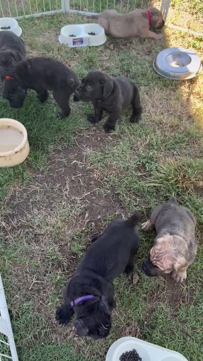 Pantera, a female Cane Corso for sale in Los Angeles, CA – 4 of 4