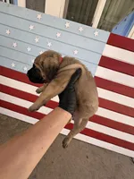 Xena, a female Cane Corso for sale in Los Angeles, CA – 1 of 5