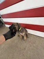 Furiosa , a female Cane Corso for sale in Los Angeles, CA – 2 of 6