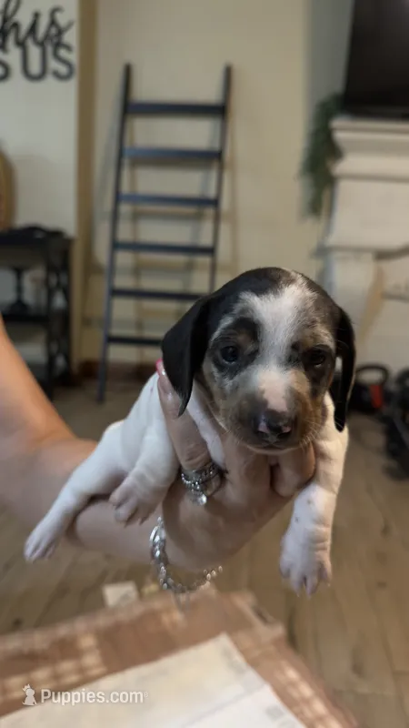 Dachshund Puppy – Dachshund puppy for sale in 