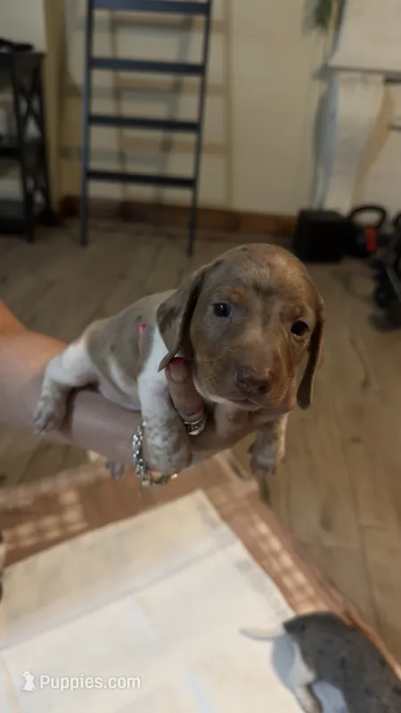 Dachshund puppy  – Dachshund puppy for sale in 