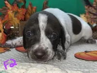 German Shorthaired Pointer Puppy FEMALE, a female German Shorthaired Pointer for sale in Pinconning, MI – 2 of 10