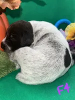 German Shorthaired Pointer Puppy FEMALE, a female German Shorthaired Pointer for sale in Pinconning, MI – 8 of 10
