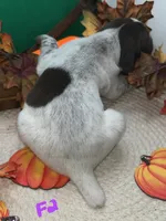 German Shorthaired Pointer Puppy FEMALE, a female German Shorthaired Pointer for sale in Pinconning, MI – 7 of 10