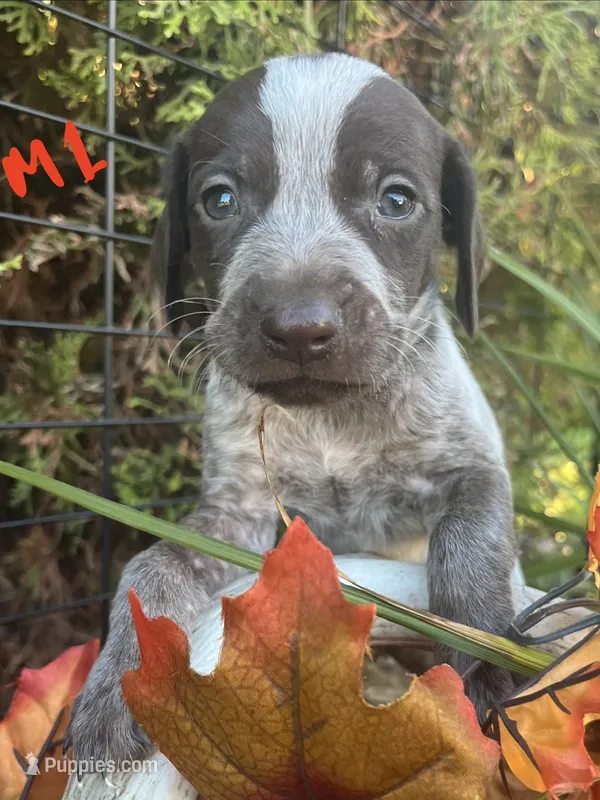 German Shorthaired Pointer Puppy MALE – German Shorthaired Pointer puppy for sale in Pinconning, MI