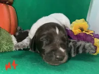 German Shorthaired Pointer Puppy MALE, a male German Shorthaired Pointer for sale in Pinconning, MI – 2 of 10