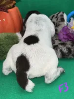 German Shorthaired Pointer Puppy FEMALE, a female German Shorthaired Pointer for sale in Pinconning, MI – 5 of 10