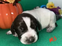 German Shorthaired Pointer Puppy MALE, a male German Shorthaired Pointer for sale in Pinconning, MI – 3 of 10