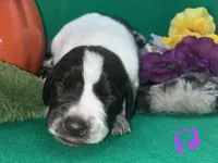 German Shorthaired Pointer Puppy FEMALE, a female German Shorthaired Pointer for sale in Pinconning, MI – 7 of 10