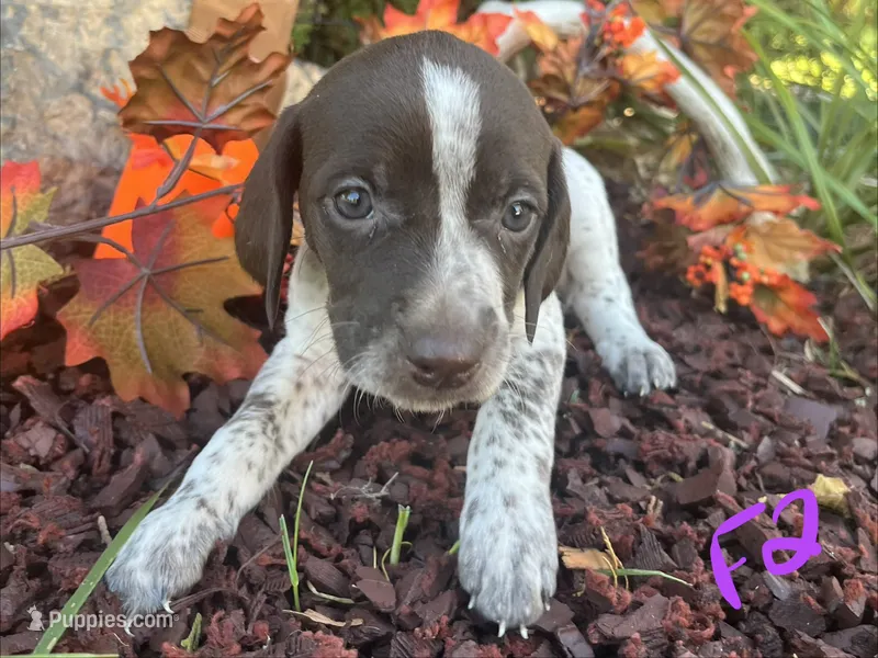 German Shorthaired Pointer Puppy FEMALE – German Shorthaired Pointer puppy for sale in Pinconning, MI