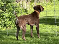 German Shorthaired Pointer Puppy FEMALE, a female German Shorthaired Pointer for sale in Pinconning, MI – 10 of 10