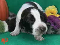 German Shorthaired Pointer Puppy MALE, a male German Shorthaired Pointer for sale in Pinconning, MI – 8 of 10