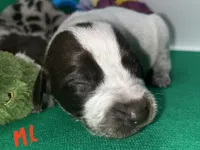 German Shorthaired Pointer Puppy MALE, a male German Shorthaired Pointer for sale in Pinconning, MI – 6 of 10