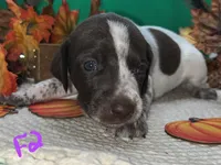 German Shorthaired Pointer Puppy FEMALE, a female German Shorthaired Pointer for sale in Pinconning, MI – 4 of 10