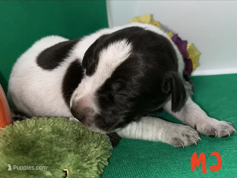 German Shorthaired Pointer Puppy MALE – German Shorthaired Pointer puppy for sale in Pinconning, MI