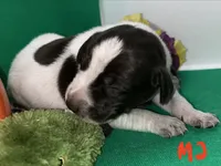 German Shorthaired Pointer Puppy MALE, a male German Shorthaired Pointer for sale in Pinconning, MI – 1 of 10