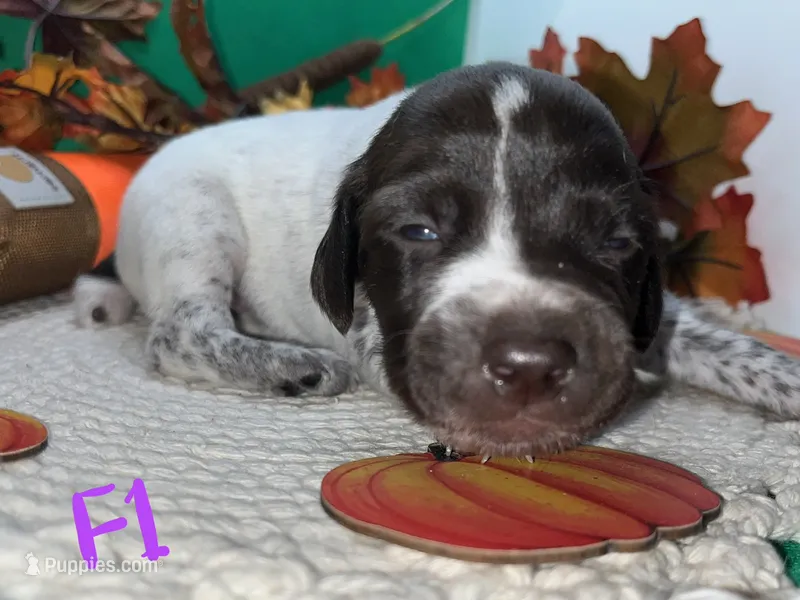German Shorthaired Pointer Puppy FEMALE – German Shorthaired Pointer puppy for sale in Pinconning, MI