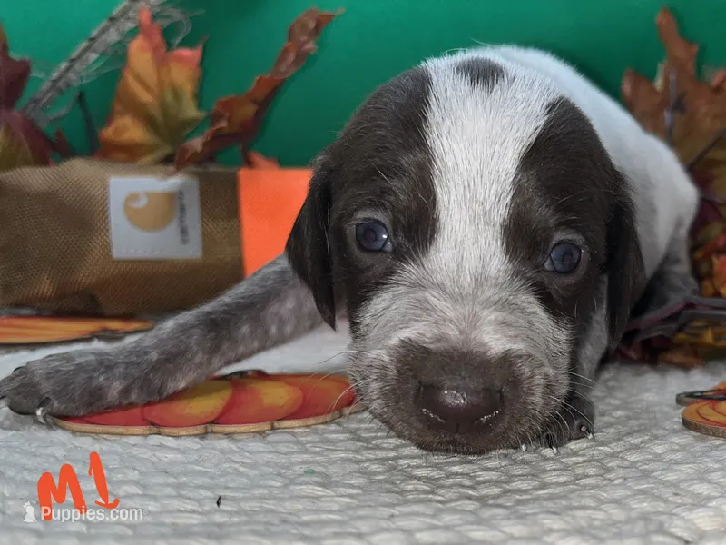 German Shorthaired Pointer Puppy MALE – German Shorthaired Pointer puppy for sale in Pinconning, MI