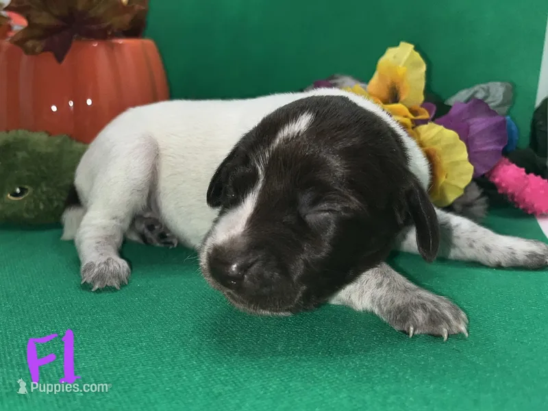 German Shorthaired Pointer Puppy FEMALE – German Shorthaired Pointer puppy for sale in Pinconning, MI