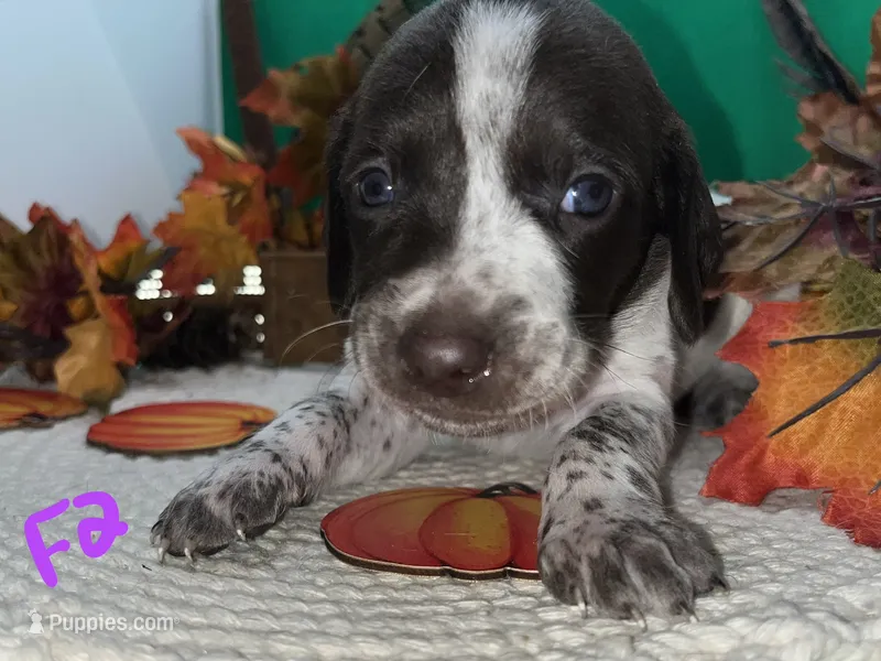 German Shorthaired Pointer Puppy FEMALE – German Shorthaired Pointer puppy for sale in Pinconning, MI