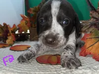 German Shorthaired Pointer Puppy FEMALE, a female German Shorthaired Pointer for sale in Pinconning, MI – 1 of 10