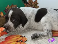 German Shorthaired Pointer Puppy FEMALE, a female German Shorthaired Pointer for sale in Pinconning, MI – 3 of 10