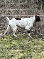 German Shorthaired Pointer Puppy MALE, a male German Shorthaired Pointer for sale in Pinconning, MI – 9 of 10