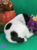 German Shorthaired Pointer Puppy FEMALE, a female German Shorthaired Pointer for sale in Pinconning, MI – 3 of 10