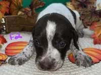 German Shorthaired Pointer Puppy FEMALE, a female German Shorthaired Pointer for sale in Pinconning, MI – 6 of 10