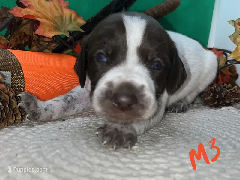 German Shorthaired Pointer Puppy MALE – German Shorthaired Pointer puppy for sale in Pinconning, MI